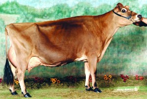 AVONLEA D JUDE KARMEL, E-94% Grandam of Donation Calf and one of the more prolific Jersey cows in the breed with over 80 sons and daughters. Of the over 61 offspring appraised 90% are Very Good or Excellent