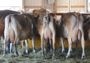 A collection of a group of cows - showing the quality of the 45 head in the milking group selling tomorrow. (Click on picture for video)