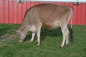 Lot 105J - Kevetta Eclipes Pumpkin-P sold for $5,000 as part of the online lots. Consigned by Tyler Herrington, NY, "Pumpkin" was bought by Casey Arlig, NY