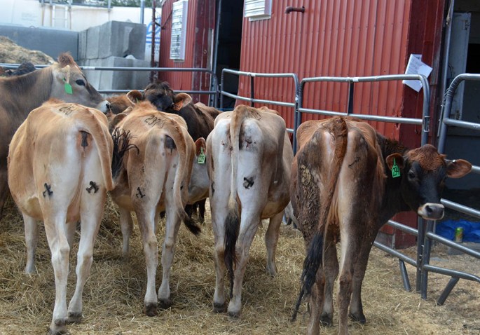 Click on this picture to see the video of the 1st Trimester heifers and the heifers who have been serviced, but are "To Close To Call" for a positive pregnancy diagnosis. Close to 14 1st Trimester heifers and about 20 "TCTC" heifers will sell on Saturday.