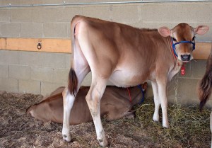 LOT 10 - SUGAR HOUSE ELMA DIVINE ELIZA  Born 12/18/2013