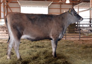 LOT 103 - PR TLJ LOUIE MACEY Born 11/29/2012 | Due in October Consigned by Travis Lehnertz, MN