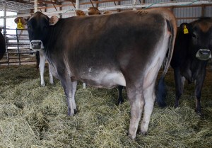 LOT 104 - TOWNSIDE MISS SHAWNA OF MARYNOLE Born 6/7/2011 | Sells Dry and Due in July Consigned by Travis Lehnertz, MN