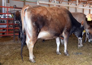 LOT 114 - FV MICELOB ACTION ARIEL Born 10/18/2010 | Sells Dry and Due in July Consigned by Ron Kaiser, IA
