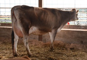 LOT 116 - FV NUTMEG JONES KOOKIE, VG-81% Born 9/12/2011 | Sells JUST FRESH with a Heifer on 5/15/2014 "Kookie" is a daughter of Lot 127, "Nutmeg" and Lot 116A, "Prairieland" will be the third generation entering the ring on sale day! Consigned by Ron Kaiser, IA
