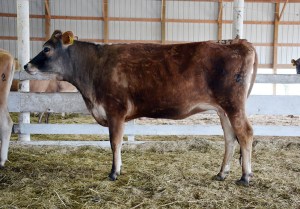 LOT 137 - FV MINISTER INEZ Born 10/4/2012 | Sells Pregnant 5 Months Consigned by Ron Kaiser, IA