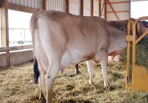LOT 14 - HEI-BRI ACTION MOVIE, VG-82% Born 11/16/2010 | Sells Due in December Consigned by Brian & Heidi Lantzky, IA