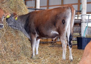LOT 148 - FV RACHEL HIRED GUN EASTER Born 3/31/2013 | Sells Open  Consigned by Ron Kaiser, IA