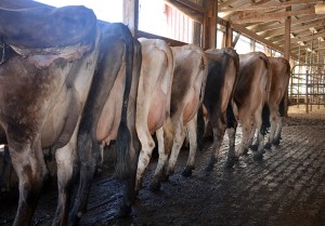 LOT 151 is a group of milk cows that would fit nicely in anyone's herd. Be sure to browse the individual lots for the Milk Cow offerings in Lot  112 and Lot 113