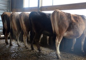 LOTS 150, 152 AND 153 feature 3rd Trimester Bred heifers. 