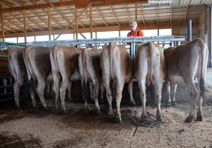 LOT 154 AND LOT 155 Feature group lots Open Heifers. Some of the individual lots are also open heifers, so be sure to glance through those offerings also!