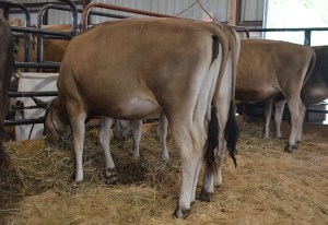 Lot 18 - M-Signature Tina Maries Merlot-ET Consigned by Bailee, Calla, & Cole Mazzaro, OH - this heifer is headed to New York her new home with Drew Hill. He purchased this calf and pedigree for $5,000.