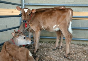 LOT 2 - RUMORS ASHTON MARY MINDY Born 3/7/2014