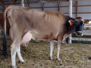 LOT 27 - HEI-BRI ACTION CLASH Born 4/7/2011 | Sells STILL IN CALF! Due any moment Consigned by Brian & Heidi Lantzky, IA