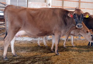 LOT 28 - HEI-BRI DUKE DYNA-ET Born 7/4/2011 | Sells Dry and Due in June Consigned by Brian & Heidi Lantzky, IA