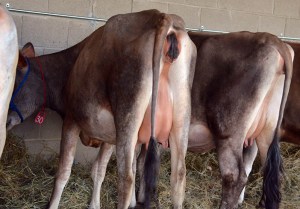 (L) LOT 30 - DJF KANOO FAITH - Due 5/17/2014 and (R) LOT 27 - SSF GAMMON FRANCES - Due 6/13/2014