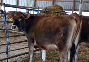 LOT 30 - CONTENTMENT PAGE Born 10/5/2012 | Sells Due in September Consigned by Brent Oatney, KS