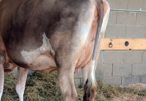 LOT 31 - SCOTCH VIEW TRADITION HAM - Due 6/5/2014