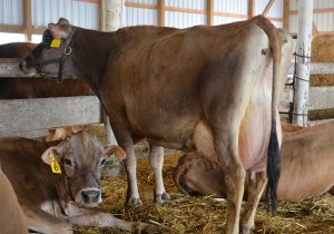 LOT 3 - PR HEI-BRI IATOLA UNITED, VG-85% Born 2/19/2010 | Sells Fresh 3/27/2014 and Open  Consigned by Brian & Heidi Lantzky, IA
