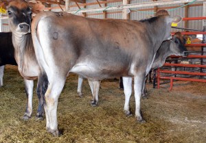 LOT 37 - CONTENTMENT ZINA Born 6/18/2012 | Sells due in August  Consigned by Brent Oatney, KS