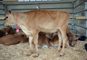 LOT 4 - UNDERGROUND JAN-MAMIE JAYNE-ET Born 3/4/2014