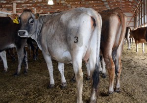 LOTS 41 AND 38 LOT 41 (left) CONTENTMENT LETA Born 8/3/2012 | Sells Due in July LOT 38 - CONTENTMENT KATE  Born 7/5/2012 | Sells Due in August Both are consigned by Brent Oatney, KS