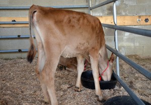 LOT 5 - JEMI OT BONNIE Born 3/2/2014