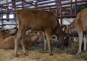 Lot 5 - Waltons Premier Kammy-ET Born 3/1/2014 A deep, deep pedigree with Very Good and Excellent's deep into the maternal side, along with Avonlea breeding. Consigned by Craig Walton, OH CLICK ON THE PICTURE TO SEE HER VIDEO