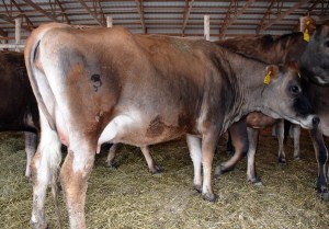LOT 52 - KUNDE BLACKSTONE BONNY Born 5/24/2012  | Sells Due in June Consigned by David and Donna Kunde, IA