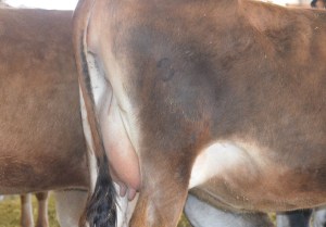 LOT 53 - GR KUNDE BLACKSTONE CHIP Born 5/26/2012 | Due in June Consigned by David and Donna Kunde, IA