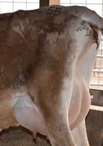 LOT 55 - KUNDE RILEY GOLDEY Born 4/9/2012 | Sells Fresh 3/28/2014 and Open  Consigned by Ron Kaiser, IA