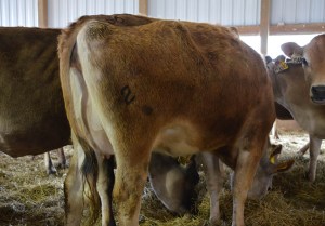 LOT 56 - KUNDE RILEY JONALY Born 10/10/2012 | Due in October  Consigned by David and Donna Kunde, IA