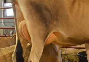 Lot 56 - Hawver-Crest Tequila Abigal Born 3/1/2012 | Fresh 3/3/2014 6 Dams, VG or EX Consigned by Grant Cope, OH