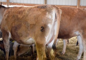 LOT 56 - KUNDE RILEY JONALY Born 10/10/2012 | Due in October  Consigned by David and Donna Kunde, IA