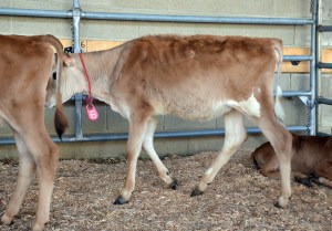 LOT 6 - BELLAS PENNY BLOSSOM Born 1/11/2014