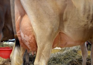 Lot 67's Udder  She is the 7th Generation of Very Good or Excellent on the Maternal side Consigned by Jake, Josh and Lucas Hershberger, OH