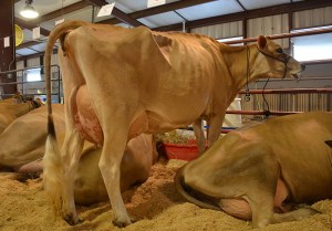 Lot 67 - JWH Excitation Philis, VG-84% Born 3/2/2011 | JUI 3.99 Fresh February, 2014 and Due back in January, 2015 to Rapid Bay Grayson-ET, 91JE5509 70 lbs. on May Test (last week) Consigned by Jake, Josh and Lucas Hershberger, OH