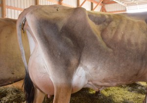 LOT 7 - HEI-BRI LEGIONAIRE CHATTER Born 4/10/2012 | Sells fresh on 4/19/2014 and Open Consigned by Brian & Heidi Lantzky, IA