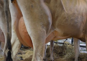 Lot 70 - RRF Clay Dina Born 6/18/2010 | Fresh 3/2/2014 and Bred 5/18/2014 to 7JE1124 79# on April Test (Unofficial) and backed by 6 Excellent Dams Consigned by Reinholt Jerseys, IN