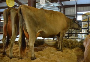 Lot 76 is a 6th Generation VG or EX. and has her own success in the show ring. Her grandam is Woodruffs Lester Elvira, E-95% - Winner of the 2001 National Jersey Jug Futurity Consigned by Clark Morgan, OH