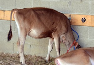 LOT 8 - GR HEAVEN SCENT KESTAPO BURGONIA Born 1/2/2014