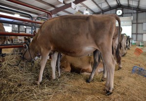 Lot 8 - Electras Evolution-ET Born 10/2/2013 From Extreme Electra, E-95% Consigned by Entourage Farm, Cybil Fisher & Triple T, MD