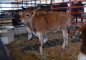 LOT 156 - FV RAE SUNRISE ROBIN Born 3/8/2014 | Sells Open Consigned by Ron Kaiser, IA