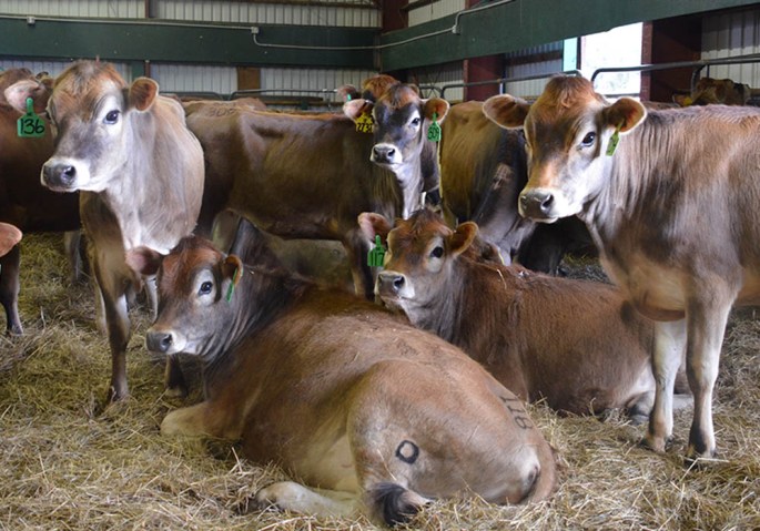 Breeding age heifers are part of this video (click on the picture). The 109 or so Open heifers are visually divided into the breeding age group and the younger group, featured on a seperated video.