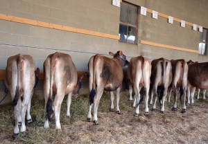 A snapshot of the type of open and breeding age heifers available