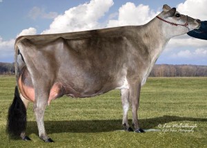 RENN KANDIE OF RATLIFF, E-95% She is the dam of this 9/18/2013 "Impression" calf.  7-04 305 3x 30,040 4.3 1,285 3.6 1,073 Grand Champion, Missouri State Fair, 2008 10th 5-Year-Old, All American, 2007