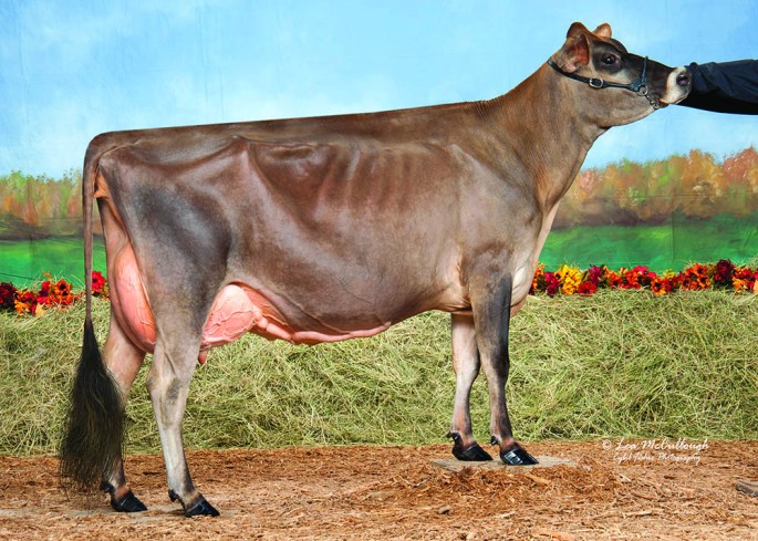 SEACORD FARM COMERICA CLASSY, E-90% Daughter of Seacord Farm Sultan Shania; Full Sister to the Dam of Lot 152 Grand Champion - 2014 NY Spring Carousel Junior Show and 2nd 4-year-old (behind the Grand Champion) - 2014 NY Spring Carousel