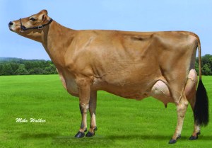 Mixed flush embryos from SHAN-MAR PROTON PENELOPE, E-90% available