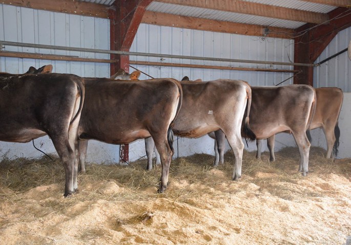 Tie-up Bred Heifers 2