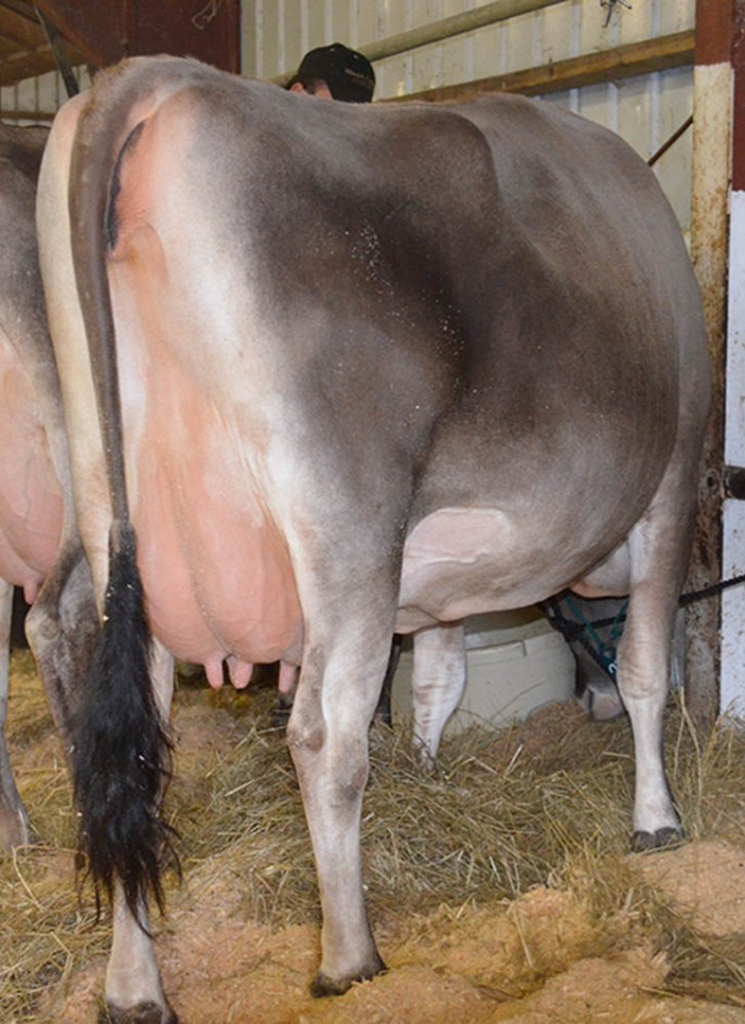 LOT 27 - BRIDON GP NEVADA, VG-86% is the sole dry cow in the sale. She is due on 5/21/2014 to Willoa Laser, 200JE111.